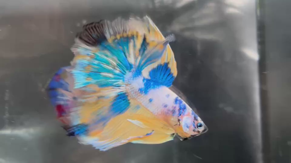 Live Male Betta Fancy Yellow Marble Over Halfmoon (TNK-A349) High quality what you see what you get!!