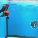 Thai Oranda Jumbo Breed Apache 3.5" Body Female (FEB-605)R1B11