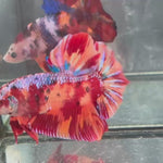 Live Male Betta Candy Nemo Giants Plakat (TNK-A624)S282 High quality what you see what you get!!