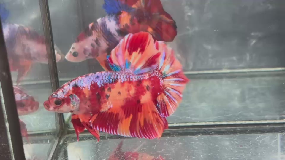 Live Male Betta Candy Nemo Giants Plakat (TNK-A624)S282 High quality what you see what you get!!