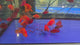 Live Freshwater Aquarium Red Blood Parrot American Hybrid Cichlid (Cichlasoma Sp.)(TROP-100)