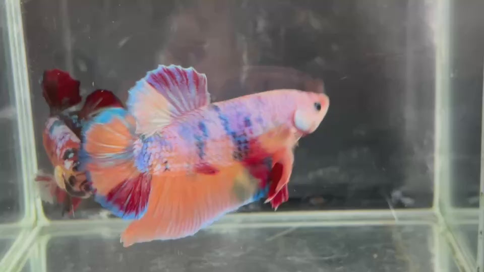 Live Male Betta Candy Sweet colors Giants Plakat (TNK-A510) High quality what you see what you get!!