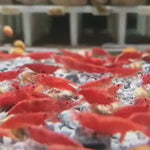 Live Freshwater Aquarium Premium Cherry Red Shrimp 10/$30, 20/$50 (Neocaridina sp.)(FS-015)