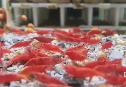 Live Freshwater Aquarium Premium Cherry Red Shrimp 10/$30, 20/$50 (Neocaridina sp.)(FS-015)