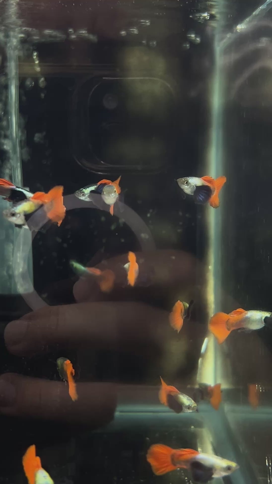 Live Fancy Guppy Fish Premium Quality Jumbo Dumbo Ear Red Tail (CGP-027)