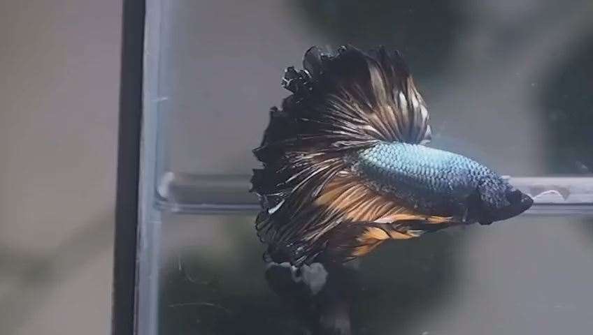 Live Male Betta Copper Yellow Mustard Over Halfmoon (MKP-717) High quality what you see what you get!!