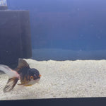 Thai Oranda Panda Tri-Color 2" Female (FEB-491)