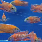 Live Freshwater African Cichlid Red Peacock (Aulonocara Rubescens)(CHD-103)U004