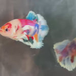 Live Male Betta Multicolors Koi Dumbo big ear Plakat (TNK-A739) High quality what you see what you get!!