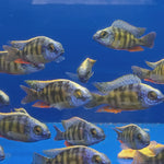Live Fish African Cichlid Taiwan Reef (Protomelas Sp. "Steveni Taiwan")(CHD-116)U003