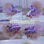 Live Male Betta Blue Fancy marble dot Halfmoon (TNK-75) High quality what you see what you get!