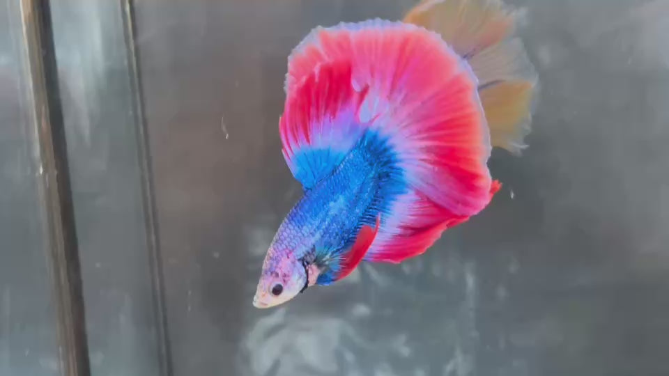 Live Male Betta Red Blue Mascot Over Halfmoon (TNK-A845) High quality what you see what you get!!