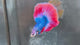 Live Male Betta Red Blue Mascot Over Halfmoon (TNK-A845) High quality what you see what you get!!
