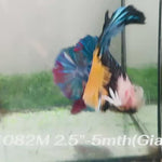 Live Male Betta Blue Black Yellow Galaxy Koi Giants Plakat (Sky-1082)S308 High quality What you see What you get!!