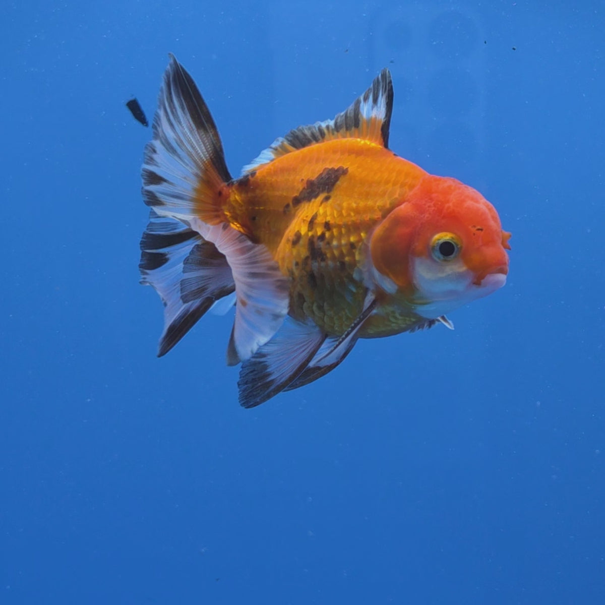 Thai Oranda Apache 2.50" Body male (FEB-749)R2B01