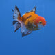Thai Oranda Apache 2.50" Body male (FEB-749)R2B01
