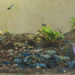 Live Freshwater Aquarium Blue Carbon Rili Shrimp Fancy Quality 10/$30, 20/$50 (FS-011)