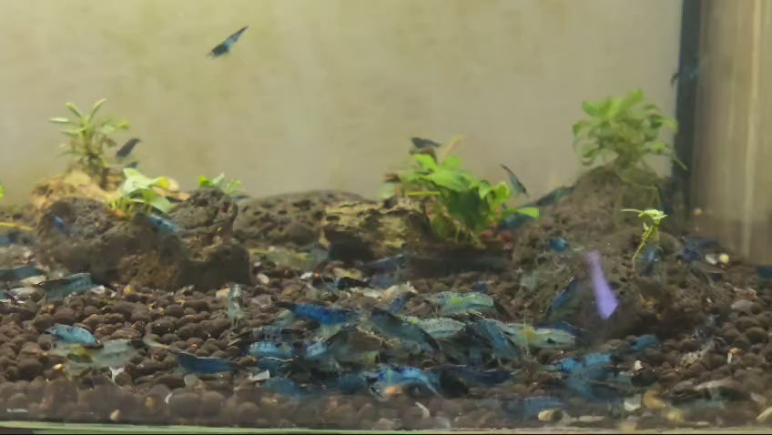 Live Freshwater Aquarium Blue Carbon Rili Shrimp Fancy Quality 10/$30, 20/$50 (FS-011)