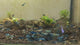 Live Freshwater Aquarium Blue Carbon Rili Shrimp Fancy Quality 10/$30, 20/$50 (FS-011)
