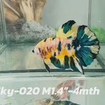 Live Male Betta Yellow Galaxy Koi Plakat (Sky-020) High quality what you see what you get!!