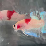 Live Male Betta Tancho Classic Koi marking Plakat (TNK-A691) High quality what you see what you get!!