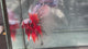 Live Male Betta Red Galaxy Koi Halfmoon (TNK-A606) High quality What you see What you get!!