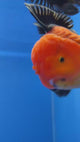 Thai Oranda Apache 4"inch Body Female (Tex-345)R3A06