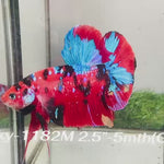 Live Male Betta Red Galaxy Koi Giants Plakat (Sky-1182) High quality what you see what you get!!
