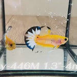 Live Male Betta Fancy Yellow startail Plakat (Sky-446) High quality What you see What you get!!