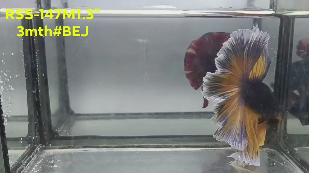 Live Male Betta Yellow blue Mustard Over Halfmoon (RSS-147)High quality what you see what you get!!