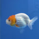 Thai Ranch Red and White 2.50" Body Female (FEB-809)R2B05
