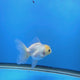 Thai Oranda Lemon Head Panda 3.00 inch Body Female(FEB-839)R2A02