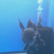 Thai Oranda Super Black 3.5" Body Male (FEB-853)R2A06
