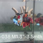 Live Male Betta Copper Nemo Metallic Plakat (Sky-038)S022 High quality what you see what you get!!