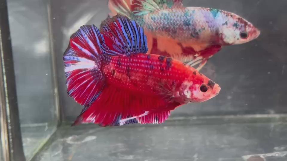 Live Male Betta Red Galaxy Koi Giants Plakat (TNK-A370) High quality what you see what you get!!