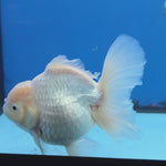 Thai Oranda White Platinum 4.5 in Body Female (FEB-520)R3A08