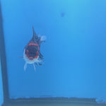 Thai Oranda Red Cap Panda 2.5” Female(FEB-662)R3B04