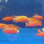 Live Freshwater Aquarium Pink Peacock African Cichlid  (Aulonocara Sp.)(CHD-133)