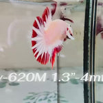 Live Male Betta Red Snow Dragon Plakat (Sky-620) High quality what you see what you get!!
