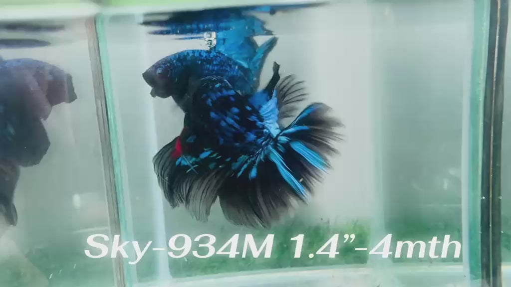 Live Male Betta Blue Black Galaxy Avatar Halfmoon (Sky-934)CUP High quality What you see What you get!!