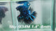 Live Male Betta Blue Black Galaxy Avatar Halfmoon (Sky-934)CUP High quality What you see What you get!!