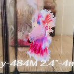Live Male Betta Fancy Purple pink Lavender Halfmoon Rosetail (Sky-484)High quality what you see what you get!!