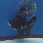Thai Oranda Panda 3.5in Female (FEB-219)R2A16