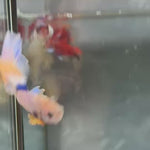 Live Male Betta Yellow Blue Mascot Halfmoon (TNK-A430) S127 High quality What you see What you get!!
