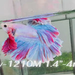 Live Male Betta Fancy Grizzle Light colors Halfmoon Rosetail (Sky-1210) High quality what you see what you get!!