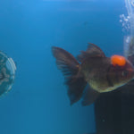 Thai Oranda Apache 3.5” Female(FEB-711)R1A07