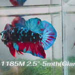 Live Male Betta Black Red Galaxy Giants Plakat (Sky-1185) High quality what you see what you get!!
