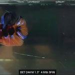 Live Male Betta Black Orange Galaxy Koi Plakat (DET-244) High quality what you see what you get!!