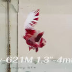 Live Male Betta Red Snow Dragon Plakat (Sky-621) High quality what you see what you get!!