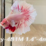 Live Male Betta Fancy Pink Sweet Pastel colors Halfmoon (Sky-481)High quality what you see what you get!!